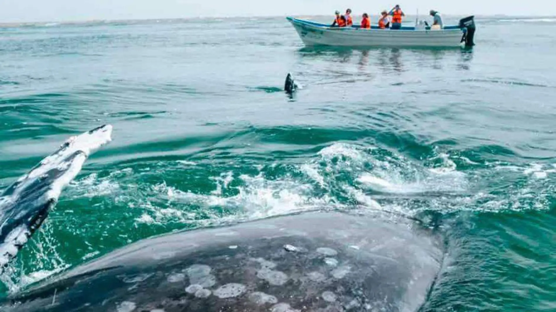 Ballenas llegan con hambre a bcs 4